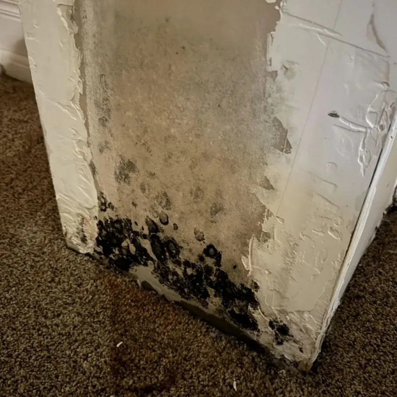 Professional Mold Removal in Towns County, GA property